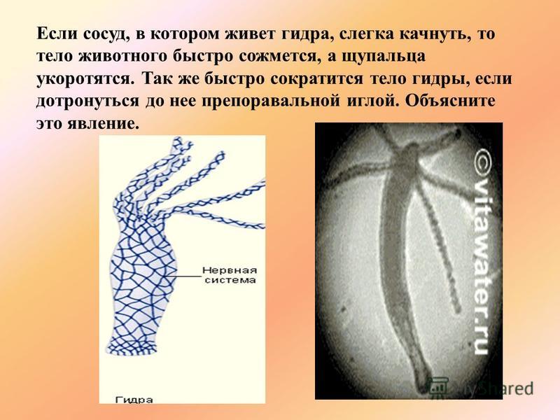 Наркосайт кракен